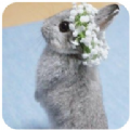 新兔子壁纸免费版